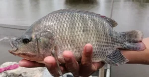 Pakan Alami Ikan Nila Supaya Cepat Besar