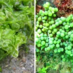 Pakan Alami Ikan Patin: Fitoplankton dan Zooplankton