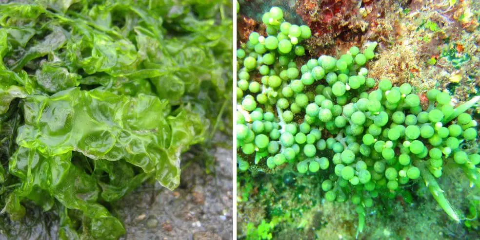 Pakan Alami Ikan Patin: Fitoplankton dan Zooplankton