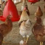 Pakan Ayam Petelur Agar Cepat Bertelur