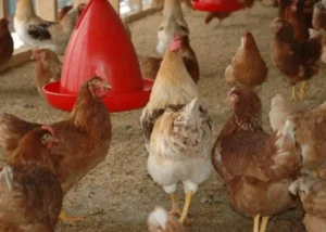 Pakan Ayam Petelur Agar Cepat Bertelur