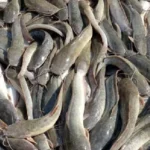 Pakan Ikan Lele Alternatif