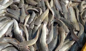 Pakan Ikan Lele Alternatif