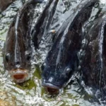 Pakan Ikan Nila Untuk Pertumbuhan