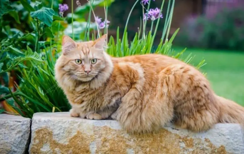 Pakan Kucing Anggora Terbaik