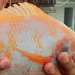 Pakan Larva Ikan Nila Bahan Utama dan Komposisi Tambahan