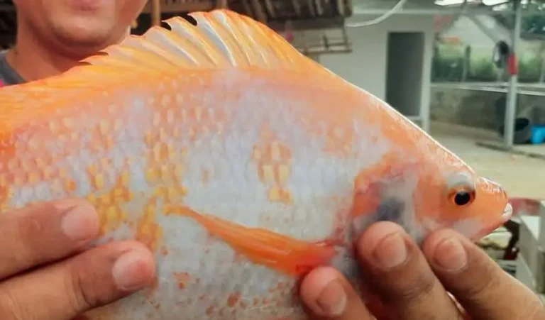 Pakan Larva Ikan Nila Bahan Utama dan Komposisi Tambahan