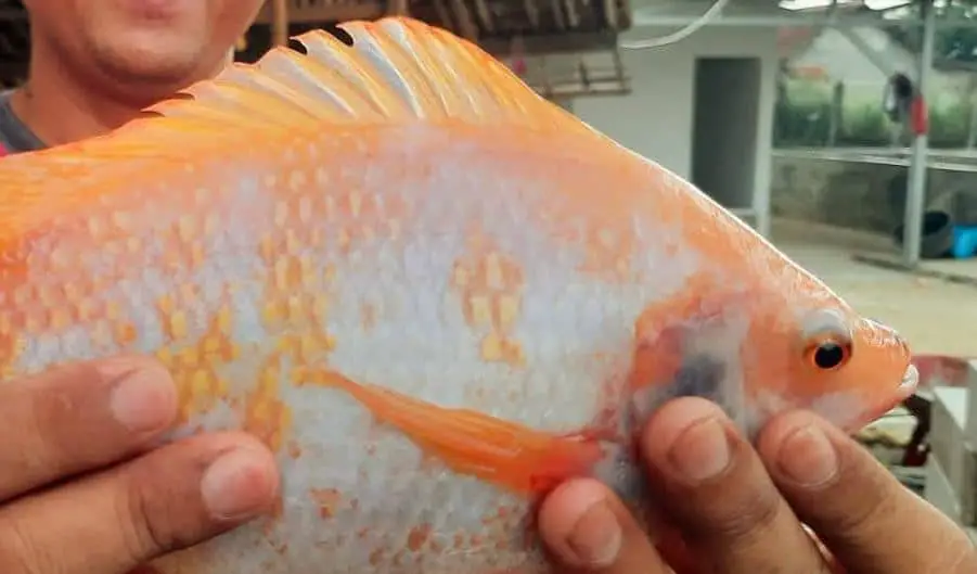 Pakan Larva Ikan Nila Bahan Utama dan Komposisi Tambahan