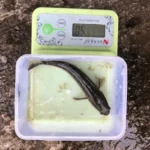 Pakan Lele Alternatif dari Tumbuhan Bernutrisi Tinggi