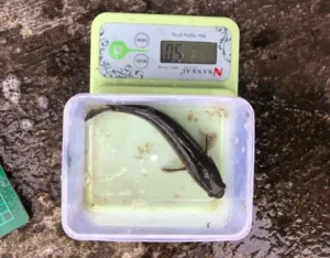 Pakan Lele Alternatif dari Tumbuhan Bernutrisi Tinggi