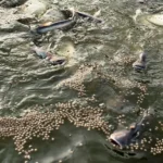 Pakan Lele Nutrisi Tinggi untuk Pertumbuhan Ikan Lele