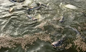 Pakan Lele Nutrisi Tinggi untuk Pertumbuhan Ikan Lele