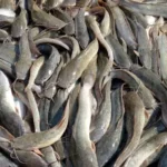 Pakan Lele Protein Tinggi Optimalkan Pertumbuhan
