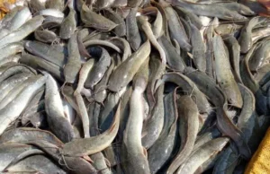 Pakan Lele Protein Tinggi Optimalkan Pertumbuhan