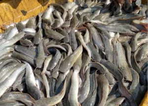 Pakan Lele Tanpa Modal yang Mudah dan Bernutrisi
