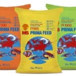 Pakan pelet ikan nila yang bagus agar cepat besar