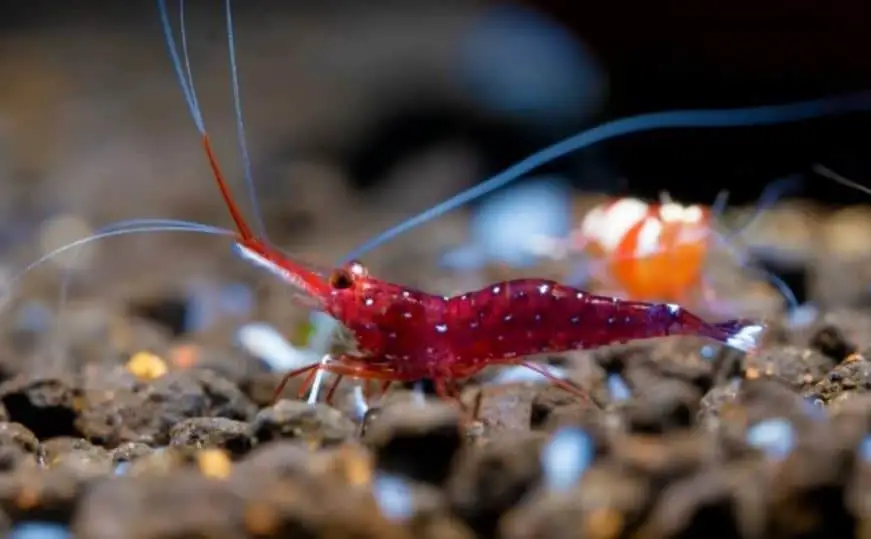 Pakan Udang Hias Terbaik
