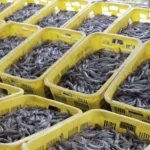 Pakan Udang Protein Tinggi: Untung vs Rugi