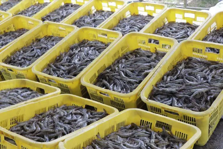 Pakan Udang Protein Tinggi: Untung vs Rugi