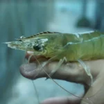 Pakan Udang Vaname Agar Cepat Besar