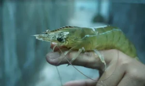 Pakan Udang Vaname Agar Cepat Besar