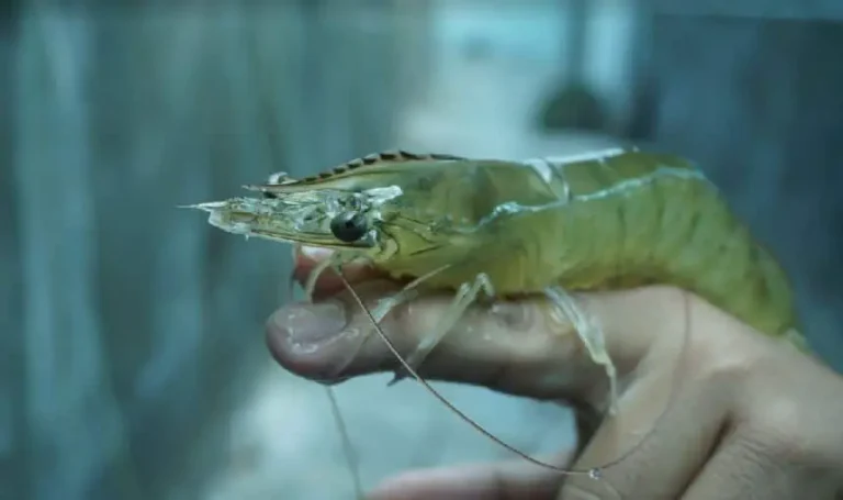 Pakan Udang Vaname Agar Cepat Besar
