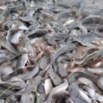 Panduan Cara Budidaya Ikan Lele di Kolam Terpal