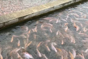 Panduan Cara Budidaya Ikan Nila di Kolam Beton