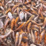 Panduan Cara Budidaya Ikan Nila di Kolam Terpal