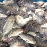 Panduan Cara Memilih Benih Ikan Nila Berkualitas Untuk Pemula
