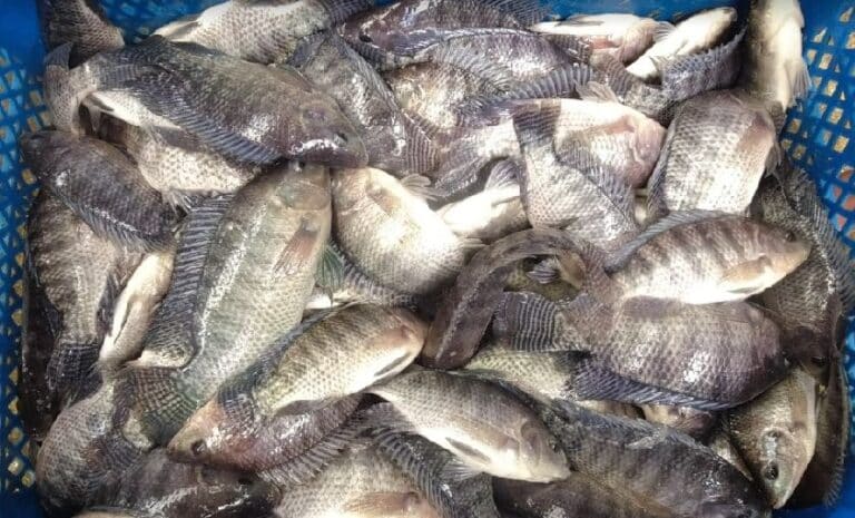 Panduan Cara Memilih Benih Ikan Nila Berkualitas Untuk Pemula