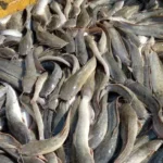 Panduan Cara Ternak Lele di Rumah