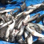 Panduan Mudah Cara Budidaya Ikan Patin di Kolam Terpal Untuk Pemula