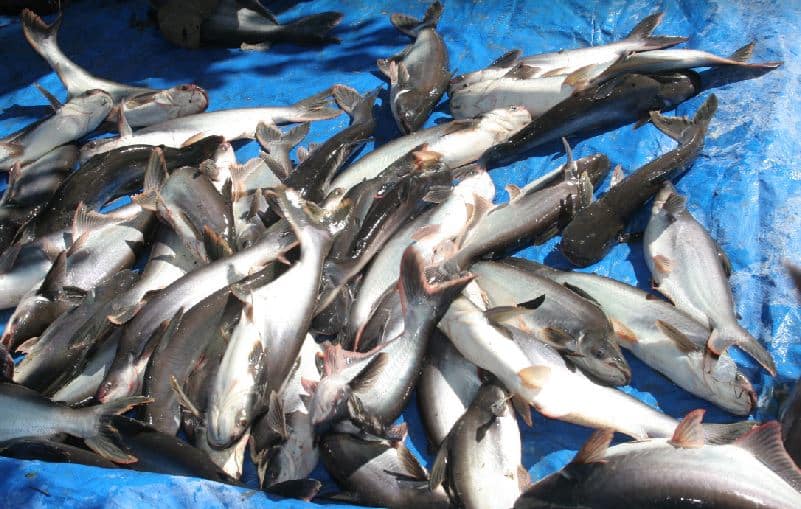Panduan Mudah Cara Budidaya Ikan Patin di Kolam Terpal Untuk Pemula