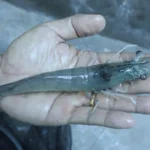 Pemberian Pakan Udang Vaname Menurut Umur