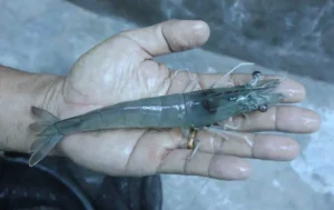 Pemberian Pakan Udang Vaname Menurut Umur