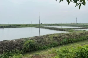 Penyebab Ikan Patin Susah Makan