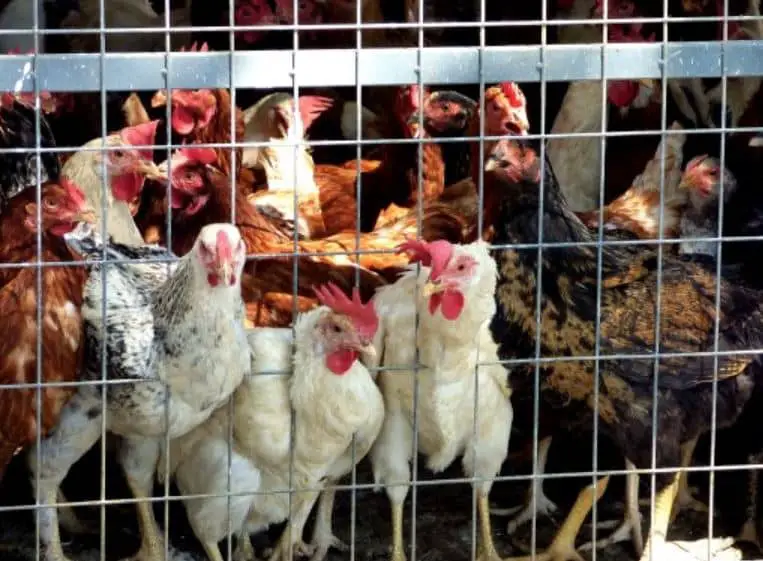 Perbedaan Pakan Ayam Petelur dan Pedaging