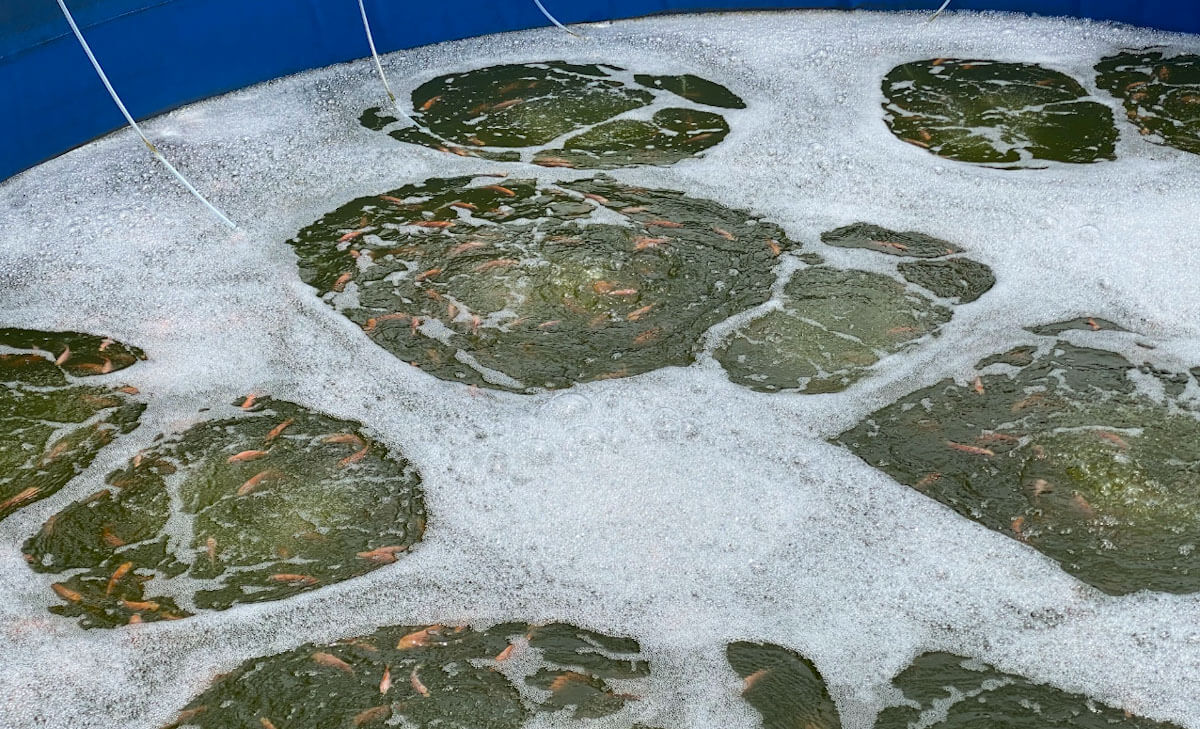 Probiotik Multistrain Untuk Mempercepat Flokulasi