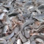 Proses Budidaya Pembesaran Ikan Lele