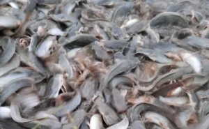 Proses Budidaya Pembesaran Ikan Lele