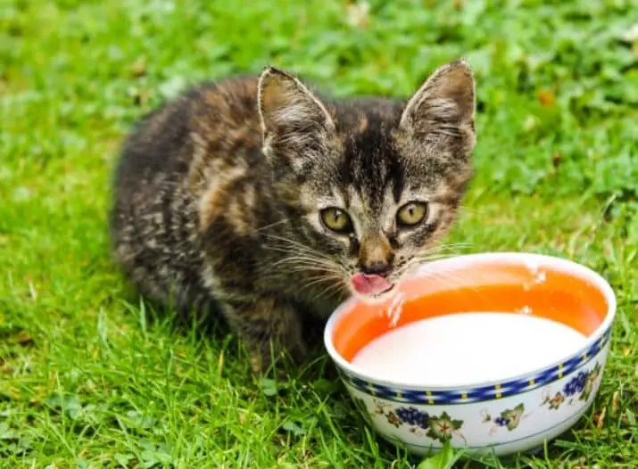 Rekomendasi Makanan Anakan Kucing Terbaik