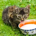 Rekomendasi Makanan Anakan Kucing Terbaik