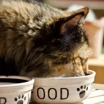 Rekomendasi Makanan Basah Kucing Terbaik