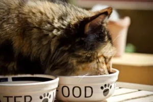 Rekomendasi Makanan Basah Kucing Terbaik