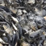 Rekomendasi Makanan Ikan Nila Agar Cepat Besar