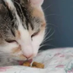 Rekomendasi Makanan Kering Kucing Terbaik