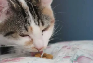 Rekomendasi Makanan Kering Kucing Terbaik