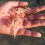 Rekomendasi Makanan Kesukaan Udang