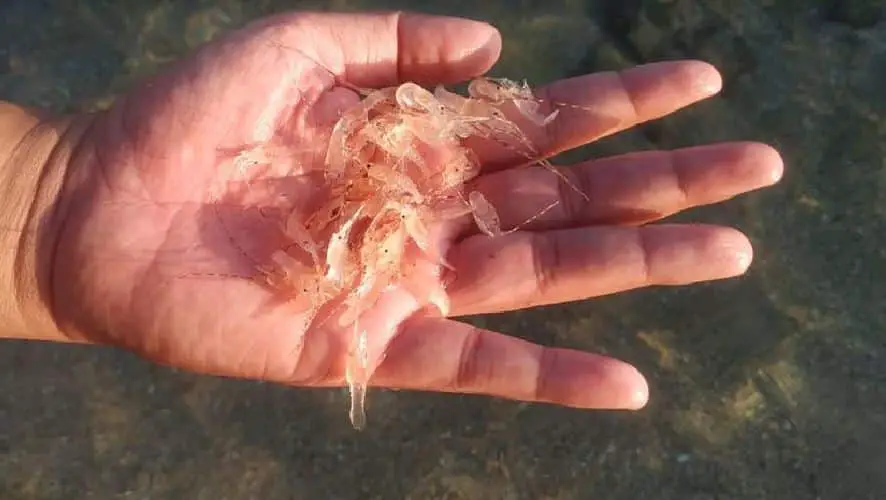 Rekomendasi Makanan Kesukaan Udang